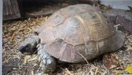 Rehomed...Spur Thighed : Female approx 50+ years old (Freda)